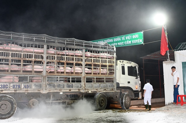 giá thịt lọn hôm nay 11/6