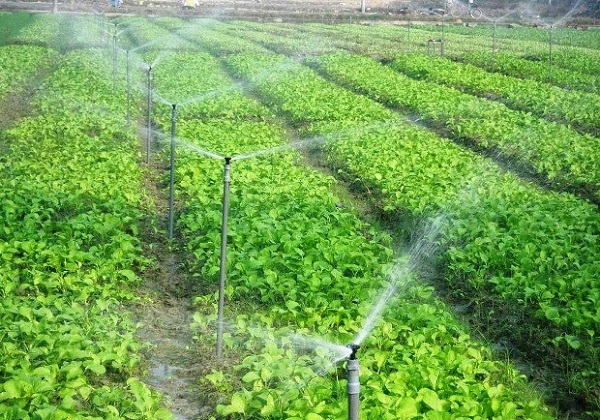 tưới nước tiết kiệm ở đồng th&aacute;p gi&uacute;p n&acirc;ng cao năng suất c&acirc;y trồng