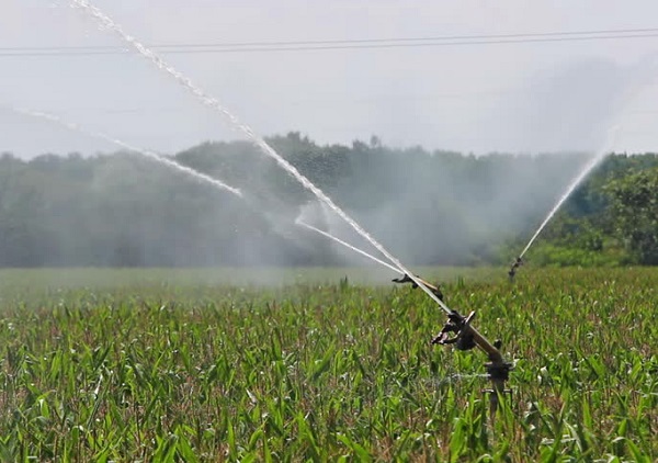 tưới nước tiết kiệm ở đồng th&aacute;p gi&uacute;p n&acirc;ng cao năng suất c&acirc;y trồng