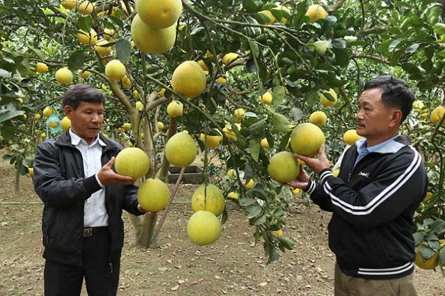 bưởi Y&ecirc;n Thủy H&ograve;a B&igrave;nh