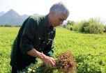Quảng Bình: Đẩy mạnh liên kết sản xuất lạc L20 thương phẩm