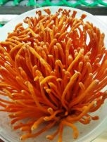 Chàng trai 8X xứ Thanh xây dựng thương hiệu từ sản phẩm đông trùng hạ thảo