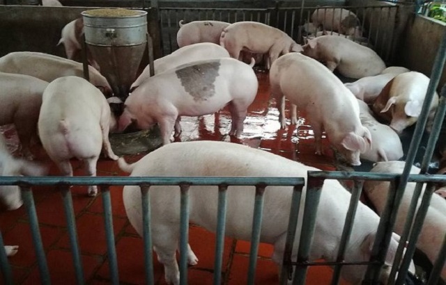 gi&aacute; lợn hơi h&ocirc;m nay 12/6