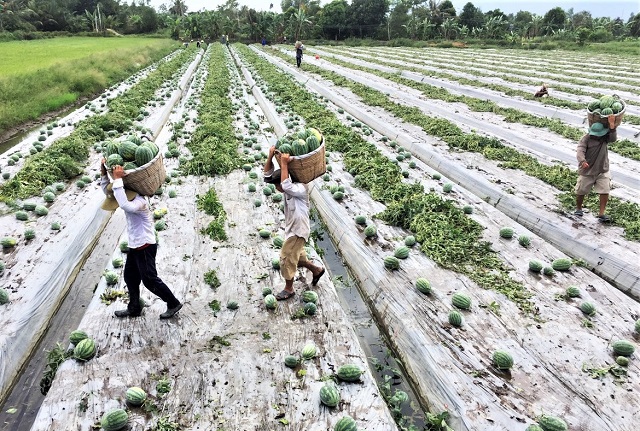 N&acirc;ng cao hiệu quả kinh tế tập thể