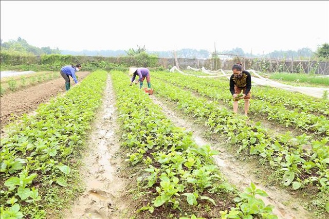 Sản xuất rau an toàn không lo thiếu thị trường