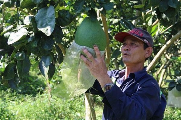 Trồng bưởi da xanh theo ti&ecirc;u chuẩn VietGAP gi&uacute;p người n&ocirc;ng d&acirc;n c&oacute; thu nhập ổn định