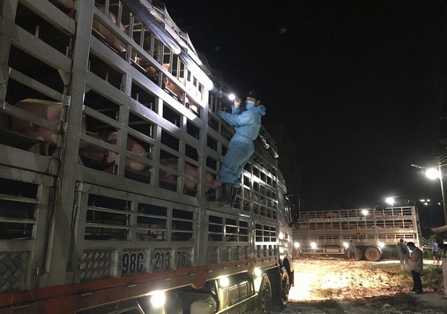 L&ocirc; lợn sống đầu ti&ecirc;n n&agrave;y c&oacute; 317/80.000 con (lợn giống) được cho ph&eacute;p nhập khẩu nhằm phục vụ c&ocirc;ng t&aacute;c t&aacute;i đ&agrave;n cho c&aacute;c trang trại của doanh nghiệp