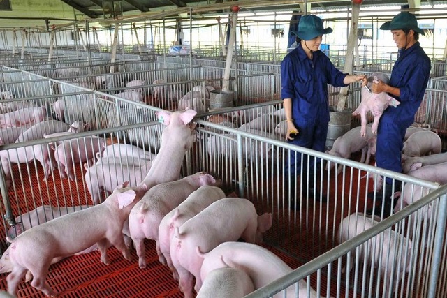 150 tỷ đồng hỗ trợ người d&acirc;n phục hồi đ&agrave;n heo