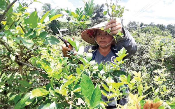 Ch&egrave; d&acirc;y Ra Z&eacute;h đang dần trở th&agrave;nh một trong những loại c&acirc;y x&oacute;a đ&oacute;i, giảm ngh&egrave;o của đồng b&agrave;o Cơ-tu