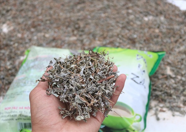 Ch&egrave; d&acirc;y Ra Z&eacute;h được nhiều người d&acirc;n trong v&ugrave;ng ưa chuộng