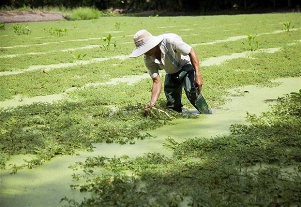 trồng rau nh&uacute;t ở Ki&ecirc;n Giang