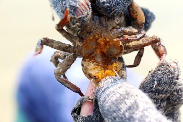 cua đồng Nghệ An