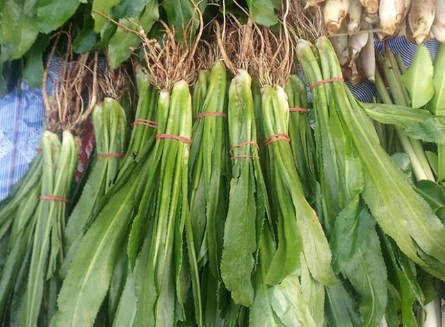Mùi tàu là loại rau quen thuộc có rất nhiều công dụng trong ẩm thực cũng như chữa bệnh