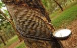Giá cao su thiên nhiên thế giới trong ngắn hạn kỳ vọng sẽ khả quan