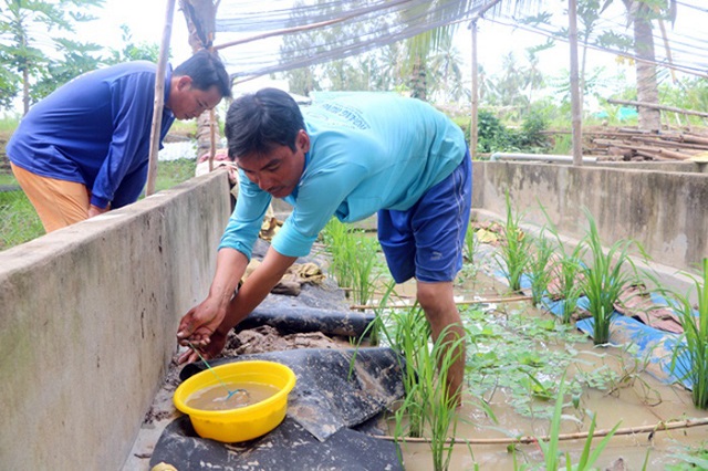 nu&ocirc;i lươn b&aacute;n được gi&aacute; cao