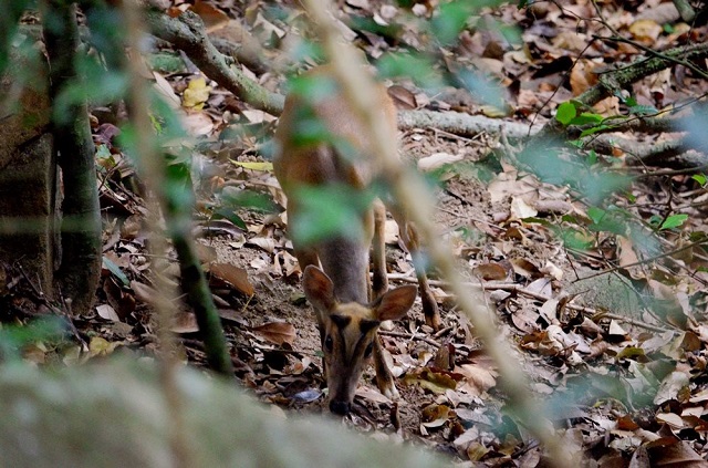 Đ&agrave; Nẵng ti&ecirc;u huỷ hơn 1.300 d&acirc;y bẫy động vật hoang d&atilde; ở Sơn Tr&agrave;