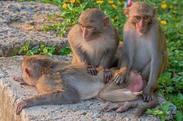 Đ&agrave; Nẵng ti&ecirc;u huỷ hơn 1.300 d&acirc;y bẫy động vật hoang d&atilde; ở Sơn Tr&agrave;