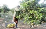 Thanh Hóa: Nhiều hộ miền núi giảm nghèo từ trồng cam