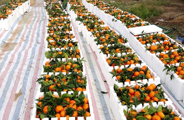 Cam sau khi thu hoạch được bảo quản trước khi vận chuyển