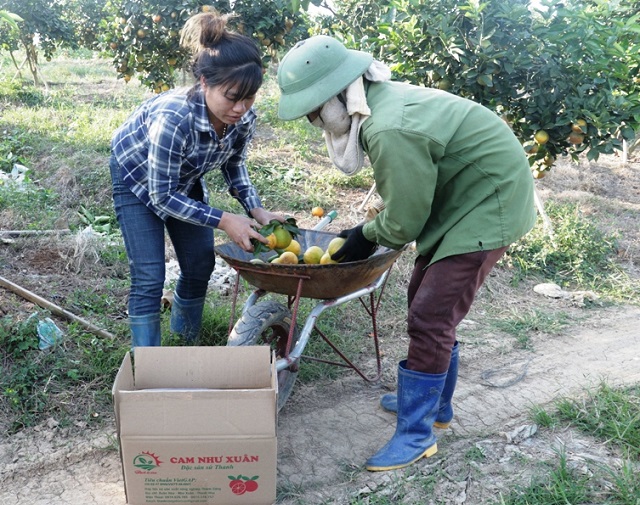 cam như xu&acirc;n thanh hoa