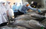 Hạn ngạch 11.500 tấn cá ngừ xuất khẩu sang châu Âu sẽ được phân bổ như thế nào?