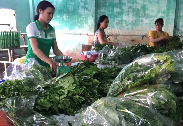 HTX Ho&agrave; B&igrave;nh đang từng bước sản xuất rau theo hướng hữu cơ, mục đ&iacute;ch l&acirc;u d&agrave;i sẽ sản xuất rau hữu cơ, để đ&aacute;p ứng nhu cầu ng&agrave;y c&agrave;ng cao của thị trường