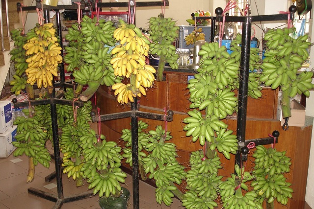 những sản vật tiến vua