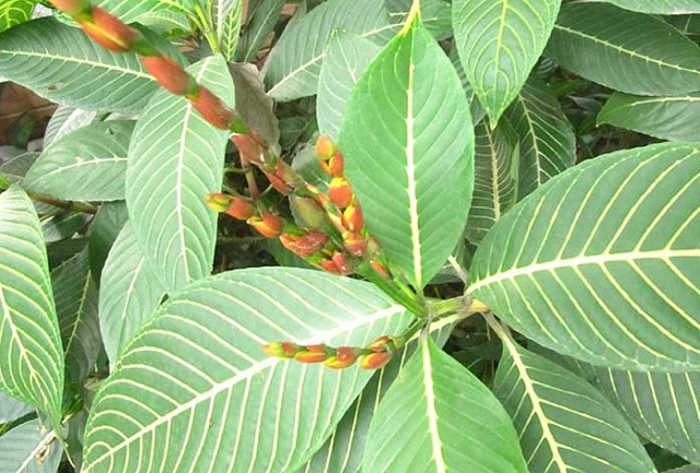 chữa đau dạ d&agrave;y bằng l&aacute; xăng s&ecirc;