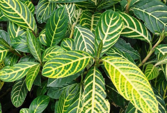 Khi sử dụng c&acirc;y xăng s&ecirc; trị bệnh n&ecirc;n c&oacute; những lưu &yacute;