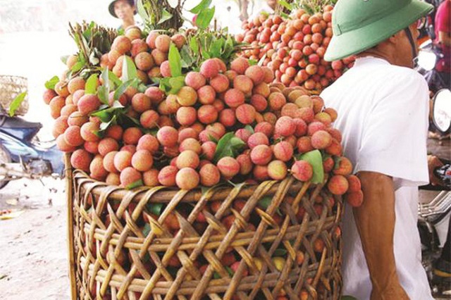 ti&ecirc;u thu vải thiều Bắc Giang