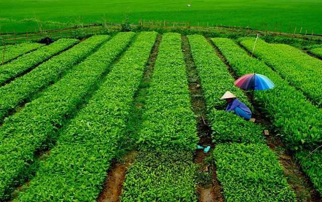 thuốc bảo vệ thực vật