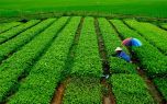 Năm 2025: Tăng lượng thuốc bảo vệ thực vật sinh học được sử dụng lên 20%