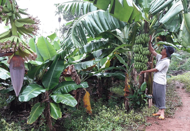 Tỉnh Gia Lai quy hoạch v&ugrave;ng sản xuất tr&aacute;i c&acirc;y chất lượng cao