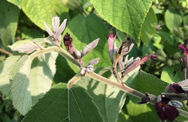 C&acirc;y an xoa hay c&ograve;n thường trong d&acirc;n gian được gọi l&agrave; c&acirc;y d&oacute; l&ocirc;ng hay tổ k&eacute;n c&aacute;i