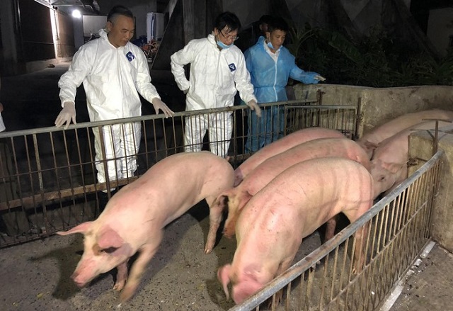 Kết quả t&aacute;i đ&agrave;n lợn trong nước được nhận định chuyển biến kh&aacute; t&iacute;ch cực