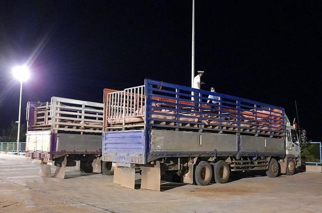 Sau khi c&aacute;ch ly, l&ocirc; h&agrave;ng sẽ được đưa về Chợ đầu mối gia s&uacute;c gia cầm H&agrave; Nam phục vụ kh&aacute;ch h&agrave;ng, g&oacute;p phần b&igrave;nh ổn gi&aacute; thịt lợn