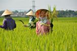 Nông nghiệp Việt Nam quyết giữ mục tiêu tăng trưởng năm 2020