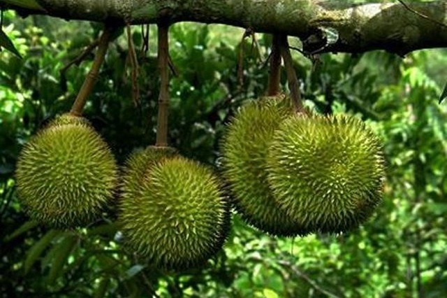 Sầu ri&ecirc;ng ở C&ugrave; Lao T&acirc;n Quy nức tiếng tơm ngon cả nước