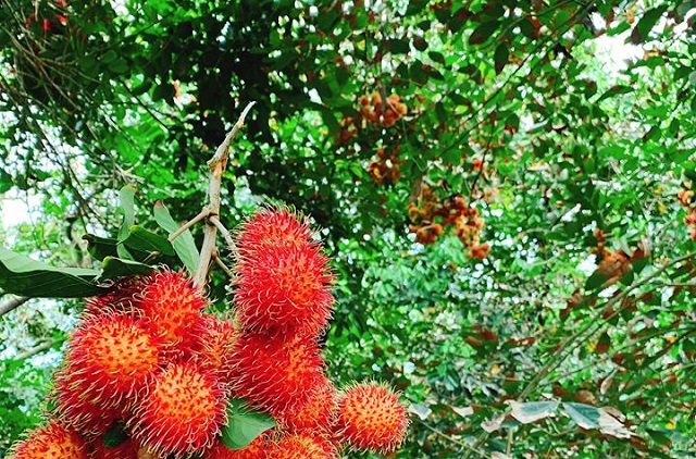 M&ugrave;a ch&ocirc;m ch&ocirc;m ch&iacute;n ở c&ugrave; lao T&acirc;n Quy