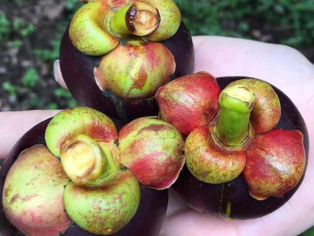 c&ugrave; lao t&acirc;n quy