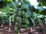 Kon Tum: Thu tiền tỷ từ vườn chuối tiêu hồng trên vùng đất lửa Đăk Tô