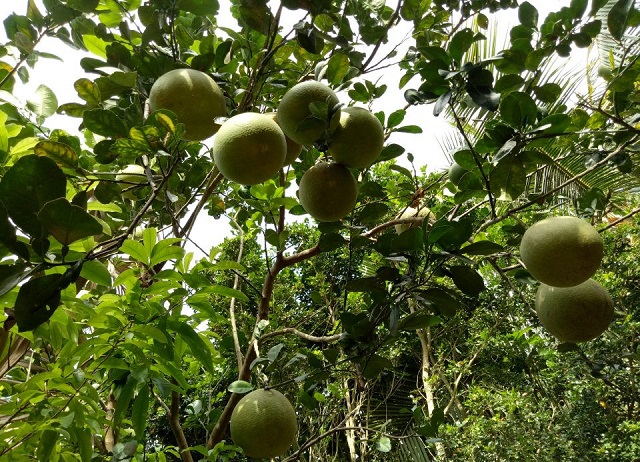 trồng buởi da xanh ở bến tre