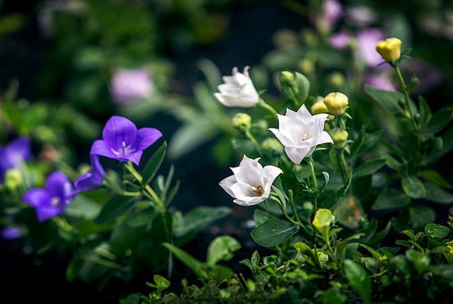 C&aacute;t c&aacute;nh c&oacute; nhiều t&aacute;c dụng dược &yacute; được sử dụng trong c&aacute;c b&agrave;i thuốc Đ&ocirc;ng y để hỗ trợ điều trị một số bệnh