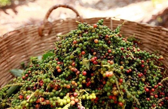 iệt Nam l&agrave; một nước đầy tiềm lực để ng&agrave;nh hồ ti&ecirc;u ph&aacute;t triển