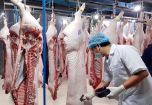 Giá thịt hôm nay 19/6: Thị trường thịt lợn sau 1 tuần được phép nhập khẩu lợn sống