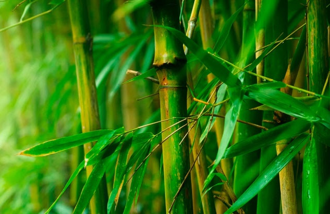 Việt Nam c&oacute; khoảng 1,4 triệu ha rừng trồng tre