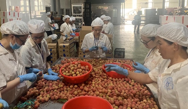 Ng&agrave;y h&ocirc;m nay 19/6, 1 tấn vải tươi đầu ti&ecirc;n sẽ được xuất khẩu sang Nhật Bản bằng đường h&agrave;ng kh&ocirc;ng