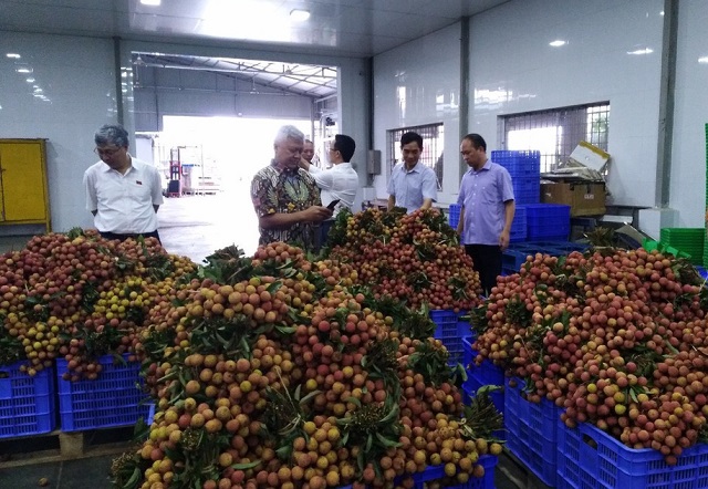 Dự kiến từ tuần sau, mỗi tuần sẽ c&oacute; 2 chuyến xuất khẩu v&agrave; ước t&iacute;nh trong m&ugrave;a vải năm nay, sẽ c&oacute; khoảng 200 tấn vải thiều tươi được xuất khẩu sang thị trường Nhật Bản