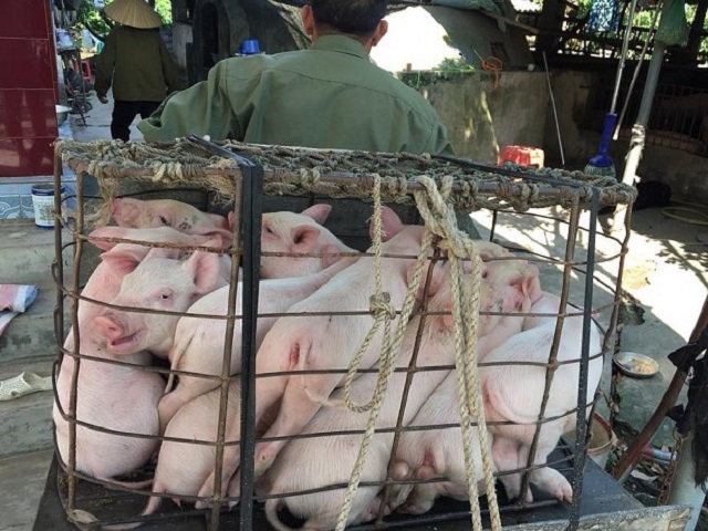 gi&aacute; thịt lợn h&ocirc;m nay 22/6