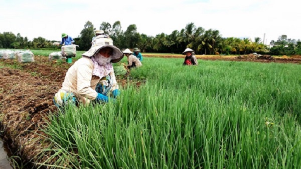 h&agrave;nh l&aacute; đồng th&aacute;p được gi&aacute; cao